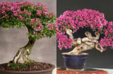 Cây dại nở hoa quanh năm: Biến hóa thành bonsai quý hiếm, mang đến sự giàu sang, phú quý