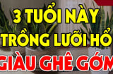 Cây lưỡi hổ xua đuổi tà ma, hút tiền tài: 3 người này trồng kinh doanh đắc tài, chẳng thiếu tiền xài