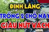 Cây Đinh Lăng đệ tử Thần Tài, trấn giữ của cải đừng trồng linh tinh: Đây mới là vị trí tốt hút tài lộc