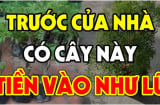 3 loại cây trồng trước nhà nào nhà đó trấn giữ của cải, Tiền vào như nước, giàu có cả đời