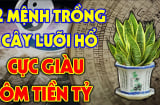 Trồng cây lưỡi hổ: 3 người rất hợp mệnh hút Tiền -Tài, 2 tuổi rất kị lộc lá tiêu tán