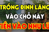 Cây Đinh Lăng xua đuổi tà ma trấn yểm của cải: Trồng vị trí này giàu có 3 đời, không biết cực phí