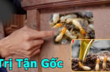 Bị mối mọt đục cửa gỗ chỉ cần pha thứ này đổ vào, đồ gỗ 10 năm vẫn bền đẹp