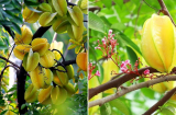 Cây khế thích nhất loại nước này, tưới vào gốc để cây sai quả, vị ngọt lịm