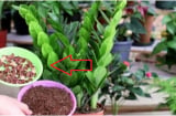 Cây Kim Tiền mê mệt thứ này: 1 tuần bón 1 lần cây xanh tươi, sớm nở hoa cuối năm tiền về như nước