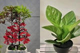 Cổ nhân dặn: Trồng 3 loại cây này ở ban công, 3 đời của ăn của để không hết