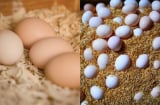 Không cần tủ lạnh, bảo quản theo cách này trứng vẫn tươi lâu, thơm ngon như trứng mới
