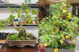 Người tuổi này nên trồng cây khế ngay bây giờ để chiêu tài rước vận may cho Tết Ất Tỵ đổi đời giàu lên