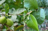 Tác dụng trị bệnh của lá ổi, nhiều người chưa biết lợi ích tuyệt vời của loại lá này