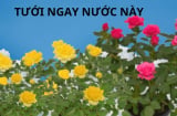 Thứ nước tưới tốt nhất là dinh dưỡng vàng cho chậu hoa hồng sum suê, hoa to cánh dày, nhiều người không biết