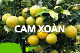 Người bán không bao giờ 'hé răng' cho bạn biết: Cam xoàn chuẩn, mọng nước phải nhìn vỏ