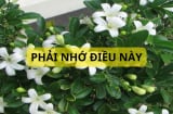 Trồng cây nguyệt quế trước nhà có tốt về phong thủy không? Những lưu ý nhất định phải nhớ