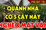 5 cây trồng vào nhà đấy nghèo, chặt bỏ đừng tiếc, là cây nào?