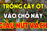 Có nên trồng cây ớt trước cửa nhà hay không?