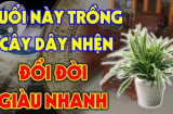 2 tuổi trồng cây dây nhện đổi đời giàu nhanh, 2 tuổi khác đứt lộc, là những tuổi nào?