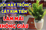 Cây kim tiền chiêu tài đón lộc: Nhưng 2 kiểu người này tuyệt đối nên tránh xa