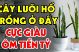 Trồng cây Lưỡi Hổ trong nhà có tốt cho phong thủy gia đình không?