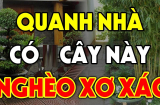 Năm cây trồng vào nhà nào nhà đấy nghèo, cày cuốc như trâu vẫn nợ, chặt bỏ đừng tiếc