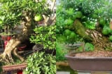 Từ cây dại thành cây bonsai độc đáo, mang lại tài lộc, có giá tới 150 triệu đồng