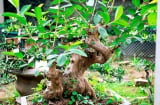 5 cây ăn quả cho vào chậu bonsai làm dáng đẹp, rước tài lộc vào nhà