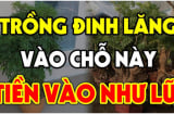 Cây Đinh Lăng hút tài lộc xua đuổi tà ma: Trồng ở vị trí này cực kỳ may mắn