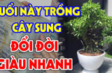 Người tuổi nào hợp trồng cây Sung nhất?