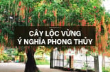 Nhìn cây cảnh trước sân là biết giàu nghèo, có 1 cây này thần Tài kề cận