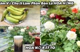 Chôn 'thứ vứt đi' này dưới gốc hoa hồng, cành lá xanh tươi, hoa nở rực rỡ đúng Tết Ất Tỵ 2025