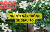 Trồng cây nguyệt quế có ý nghĩa gì mà nhiều nhà giàu thích trồng? Người này cực hợp trồng cây nguyệt quế