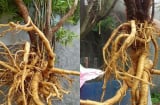 1 loại rễ cây được ví như ‘nhân sâm’ của người nghèo, rất tốt nhưng có 3 lưu ý quan trọng