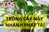 Đón Ất Tỵ 2025, trồng cây này thì hút hết vàng bạc thiên hạ, cây dễ trồng lá to hoành tráng giàu sang