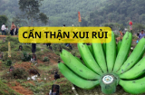 Kinh nghiệm ông bà đừng làm trái: Chuối thắp hương ở nhà nhưng đừng mang đi tảo mộ. Không nghe có ngày đại họa