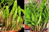 Mẹo chăm cây kim tiền ra nhiều chồi non đúng dịp Tết Nguyên đán, năm mới gọi lộc về nhà