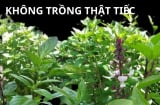 Trồng cây rau gia vị này trong nhà vừa làm cây cảnh phong thủy tốt lành, thu hút giàu có vừa tăng sức khỏe