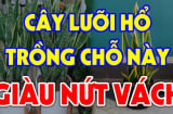 Trồng Lưỡi Hổ trong nhà có tốt cho phong thủy gia đình hay không?