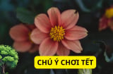 Cuối năm mua cây cảnh chơi Tết tuyệt đối tránh 5 loại cây này kẻo năm mới xui rủi, tài lộc bay đi