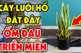 Trong nhà có cây lưỡi hổ 'hút lộc' phát tài nhưng 3 mệnh này rất kị, cố để chỉ mất tiền