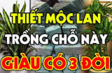 Cây thiết mộc lan mang may mắn, tài lộc thịnh vượng nhưng đừng trồng linh tinh: 2 mệnh này trồng là hợp nhất