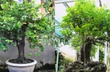 ‘Choáng ngợp’ trước những cây bonsai trái cây ‘độc nhất vô nhị’: Thơm ngát vườn nhà, giá trị ‘khủng’ đến 2 tỷ đồng