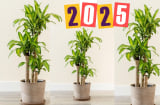 Ất tỵ 2025, người này trồng cây cảnh thiết mộc lan thì tài lộc tăng gấp bội, thu hút vàng bạc lấp lánh