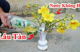 Cắm hoa cho thêm thứ này vào lọ, hoa để cả tuần vẫn tươi rói