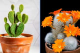 Cây xương rồng hóa giải đào hoa sát: Trồng thế nào để tình duyên hết lận đận?
