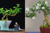 6 cây bonsai độc lạ chơi Tết: Hương thơm quyến rũ, rước lộc vào nhà