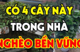 Các cụ dặn kỹ: Đừng mang cây ác vào nhà cây càng thịnh người càng suy, 3 cây nên tránh đó là cây gì?