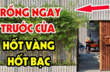 Người xưa dặn: 4 loại cây trồng trước cửa hứng lộc, 3 cây mọc sau nhà trấn giữ của cải, là những cây nào?