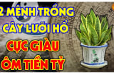 2 tuổi trồng cây lưỡi hổ rút cạn Tiền - Tài, 2 tuổi hợp mệnh nuôi cây, làm gì cũng đỏ