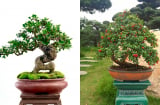 Cây dại lên chậu thành bonsai, hoá tuyệt phẩm tiền tỉ, được ví như ‘hòn ngọc Viễn Đông’