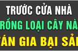 Tổ tiên dặn: 5 loại cây trồng trước nhà lục đục bại vong, trồng sau nhà trấn giữ của cải giàu có 3 đời