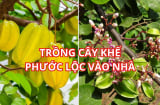 Người xưa dặn đừng quên: Trồng cây khế nhỏ cũng hút tài lộc nhất là người này rất được lợi khi trồng khế