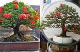 Cây dại lên chậu thành bonsai giá tiền tỷ: Vừa đẹp, vừa hút lộc cho gia chủ dịp Tết